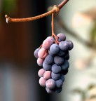 A Bacco.... l'ultimo della stagione A Bacco.... l'ultimo della stagione