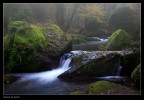 Nel bosco_2 Nel bosco_2