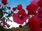 .: bouganville :.