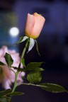rosa by night rosa by night