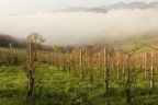Un panorama delle vigne di Moscato di Scanzo durante una fredda mattina.