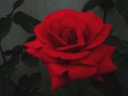 Rosso crepuscolo