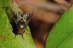 Musca domestica Musca domestica