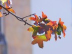 Autunno