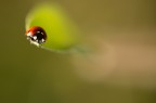 coccinella coccinella