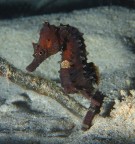 Riservata timidezza Riservata timidezza