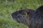 Nutria - Myocastor coypus Nutria - Myocastor coypus