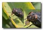 mosca cicca mosca cicca
