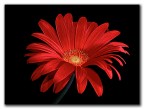 Fiore Fiore