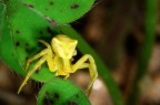 ragnetto giallo