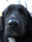 bigdog bigdog