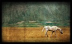 Wild Horse Wild Horse