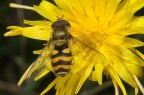 Episyrphus_balteatus Episyrphus_balteatus