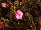 fiore