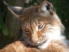 lince lince
