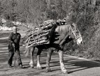 Trasporto tradizionale