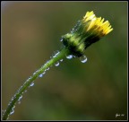 Lacrime del mattino Lacrime del mattino