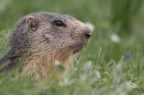 MARMOTTA - SESTRIERE MARMOTTA - SESTRIERE