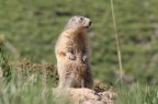MARMOTTA - SESTRIERE MARMOTTA - SESTRIERE