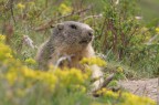 MARMOTTA 3 - SESTRIERE MARMOTTA 3 - SESTRIERE