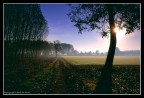 Nebbia all'alba. Dintorni di Carignano, Torino. Nebbia all'alba. Dintorni di Carignano, Torino.