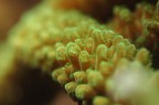 Montipora digitata Montipora digitata