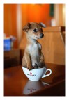 cè un pelo nel caffè... cè un pelo nel caffè...