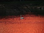 Cigno nel rosso Cigno nel rosso
