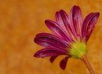 Fiore Fiore
