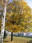 Autunno2 Autunno2