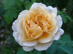 macro rosa macro rosa
