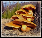 Funghi Funghi