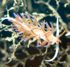 Cratena peregrina Cratena peregrina