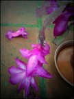 Purple Rain Purple Rain