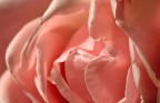 Petali rosa Petali rosa