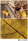 Foglie d'autunno#1 Foglie d'autunno#1