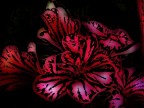 flowers 1 flowers 1