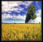 La campagna di Carignano, Torino. #4 La campagna di Carignano, Torino. #4