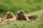 Marmotte Marmotte
