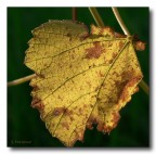 colori caldi colori caldi