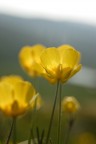 fiori fiori