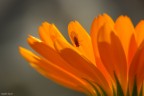 Un piccolissimo moschino sui petali della solita calendula ;)

Dati di scatto:
sigma 180 MACRO
1/200
f/16
ISO 640
mano libera - NO post (tranne ridimensionamento e firma)


Graditissime le critiche ;)