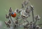 coccinella coccinella