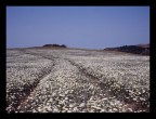 mare di margherite mare di margherite