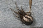 Zygiella atrica Zygiella atrica