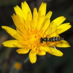 ancora lulų.... ancora lulų....