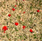 Pochi ma buoni Pochi ma buoni