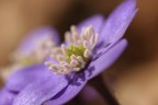 Il risveglio della primavera Il risveglio della primavera