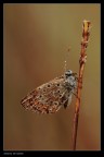 Licenide_5