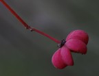 color lilla